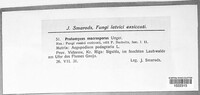 Protomyces macrosporus image